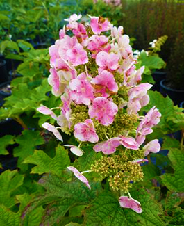 Hydrangea quercifolia 'Ruby Slippers'