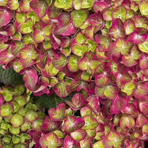 Hydrangea macrophylla 'Tilt-A-Swirl