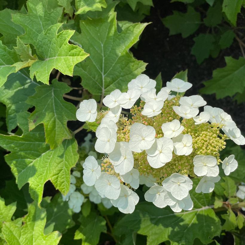 Hydrangea quercifolia 'Toy Soldier' 