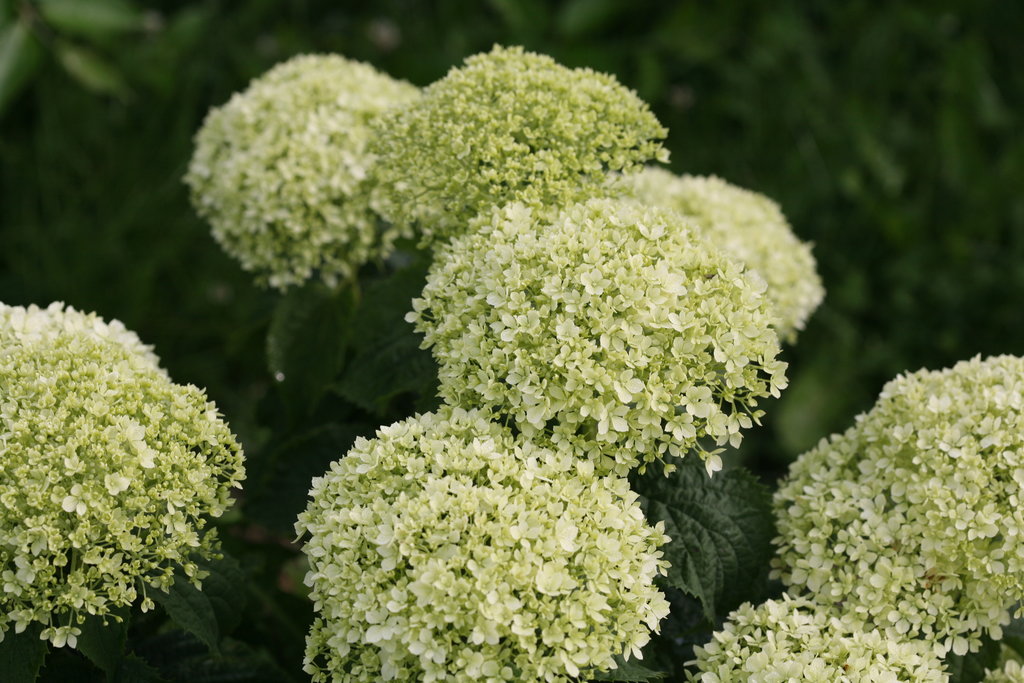 Hydrangea arborescens 'Invincibelle Limetta'