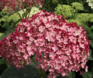 Hydrangea arborescens 'Invincibelle Ruby'