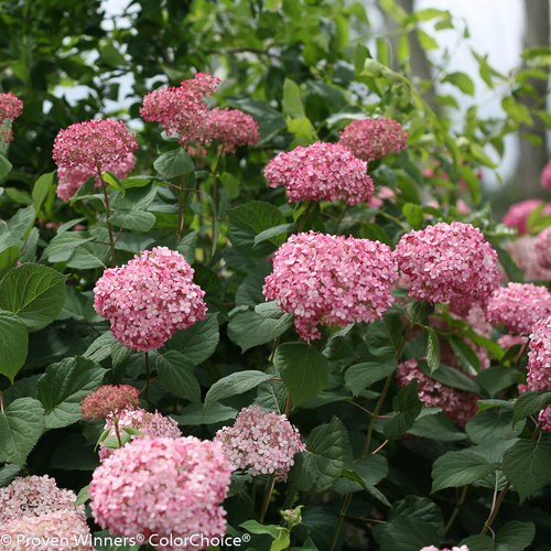 Hydrangea arborescens 'Invincibelle Spirit II'