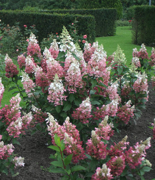 Hydrangea paniculata 'Pinky Winky'   