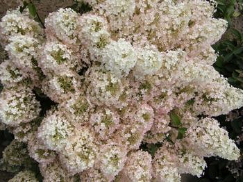 Hydrangea paniculata 'Bobo'   