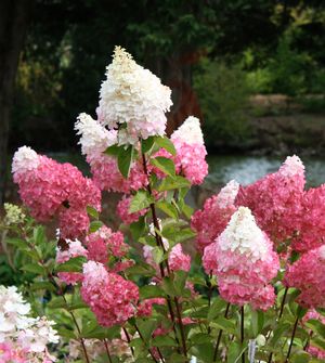 Hydrangea paniculata 'Vanilla Strawberry'