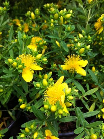 Hypericum kalmianum  