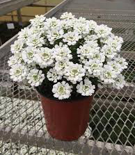 Iberis sempervirens 'Snowsurfer'