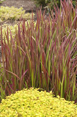 Imperata cylindrica 'Rubra'