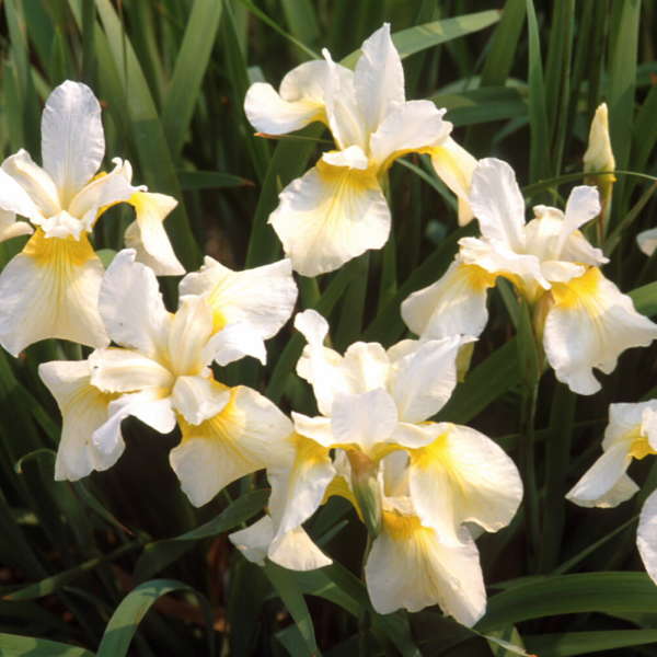 Iris sibirica 'Butter and Sugar'