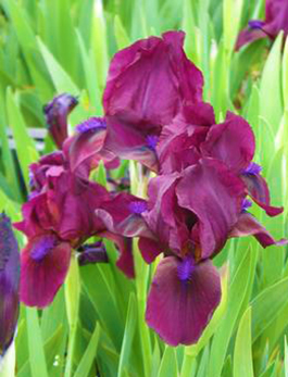 Iris pumila 'Cherry Garden'