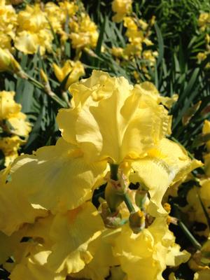 Iris germanica 'Harvest of Memories'