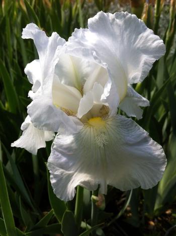 Iris germanica 'Immortality'