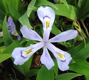 Iris cristata 'Powder Blue Giant'