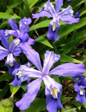 Iris cristata