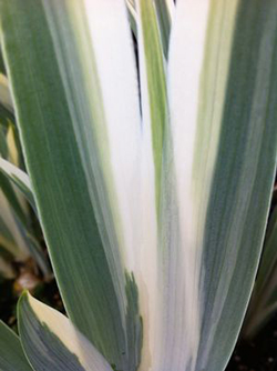 Iris pallida 'Argentea Variegata'