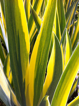 Iris pallida 'Aurea Variegata'   