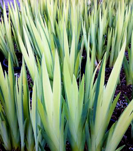 Iris pseudacorus 'Variegata'