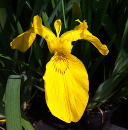 Iris pseudacorus