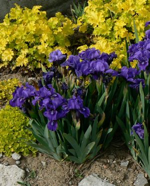 Iris pumila 'Banbury Ruffles'