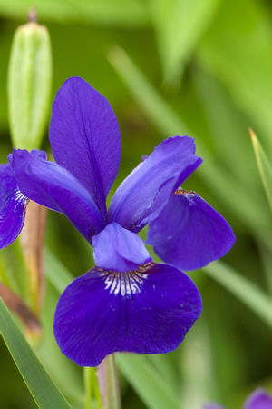 Iris sibirica 'Ceasar's Brother'