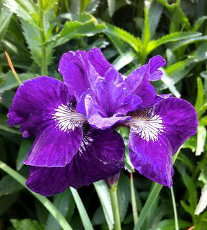 Iris sibirica 'Ruffled Velvet'