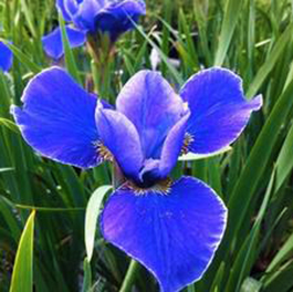 Iris sibirica 'Silver Edge'