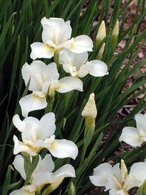 Iris sibirica 'White Swirl'