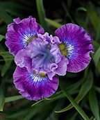 Iris sibirica 'Strawberry Fair'