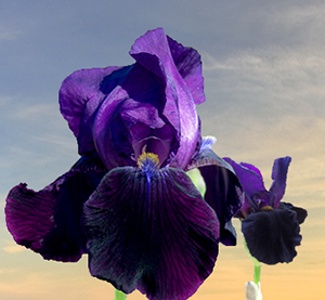 Iris germanica 'Black Swan'