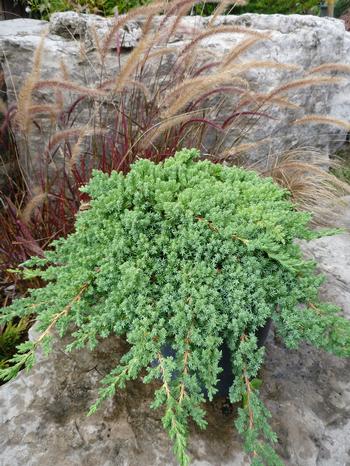 Juniperus procumbens 'Nana'