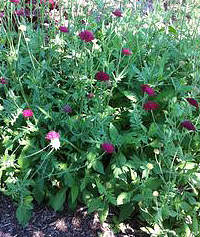 Knautia macedonica 'Mars Midget'