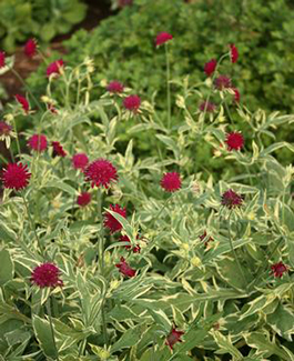 Knautia macedonica 'Thunder & Lightning'