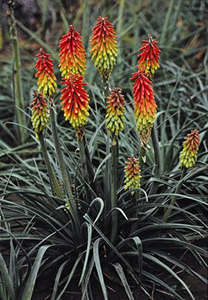 Kniphofia hirsuta 'Fire Dance'