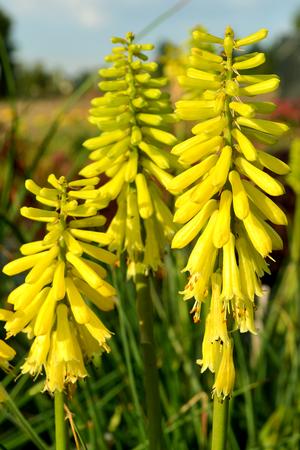 Kniphofia x  'Lemon Popsicle'