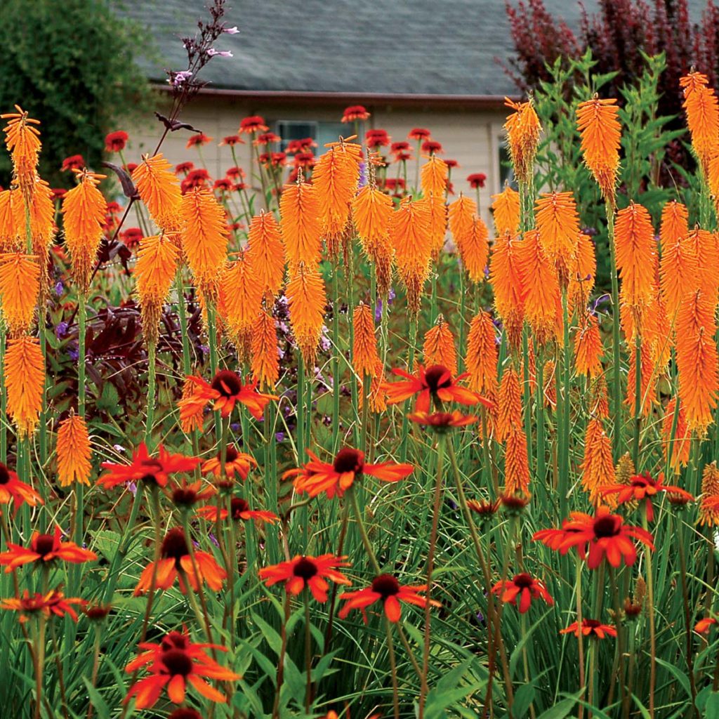 Kniphofia x  'Mango Popsicle'   