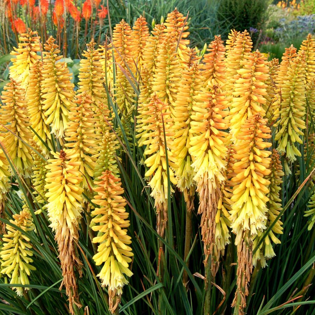 Kniphofia x  'Pineapple Popsicle'  