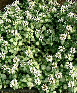 Lamium maculatum 'White Nancy'