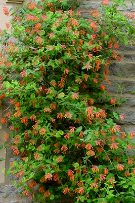 Lonicera sempervirens 'Magnifica'