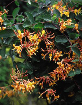 Lonicera 'Mandarin'