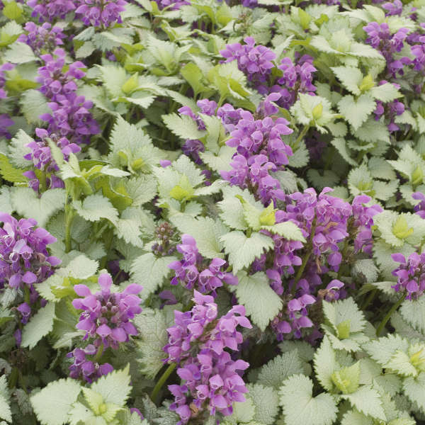 Lamium maculatum 'Ghost' 