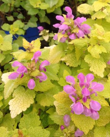 Lamium maculatum 'Aureum'