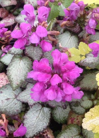 Lamium maculatum 'Beacon Silver'