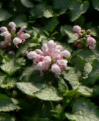 Lamium maculatum 'Pink Pewter'