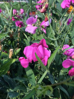 Lathyrus latifolius mix