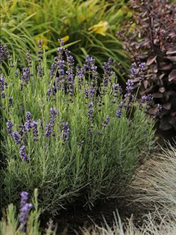 Lavandula angustifolia 'Hidcote'