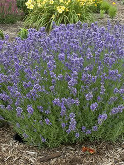 Lavandula angustifolia 'Munstead'