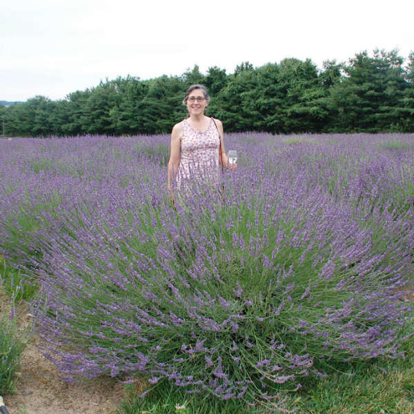 Lavender intermedia 'Phenomenal' 