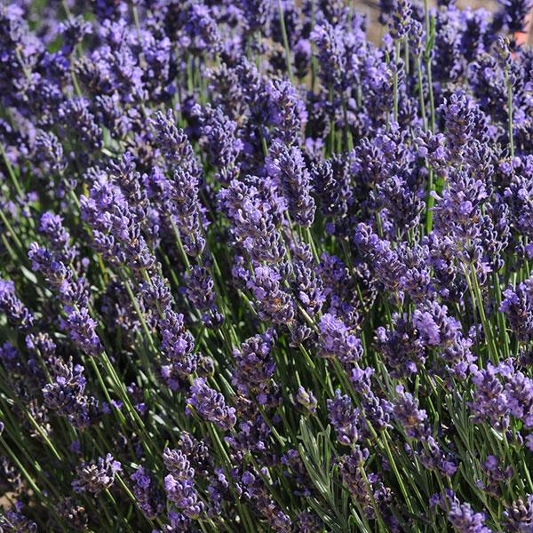 Lavandula angustifolia 'Super Blue' 