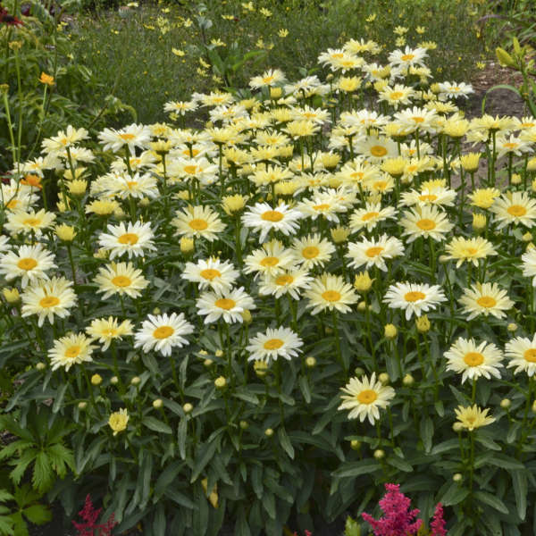 Leucanthemum x superbum 'Banana Cream' 