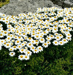 Leucanthemum x superbum 'Snowcap'